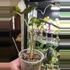 plant/Alocasia Longiloba Purple Vein 109-2-thumbnail