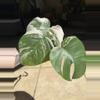 plant/Monstera Albo-1-thumbnail