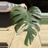 plant/Monstera Albo-1-thumbnail