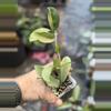 plant/Hoya AH 074-0-thumbnail