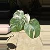 plant/Monstera Albo-0-thumbnail