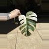 plant/Monstera Albo-0-thumbnail
