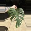 plant/Monstera Albo-0-thumbnail