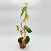 plant/Philodendron Micans Pink-0-thumbnail