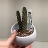 plant/Cactus in handmade pot-0-thumbnail