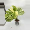 plant/Monstera Green Snow-0-thumbnail