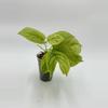 plant/Amydrium Zipp. Mint-0-thumbnail
