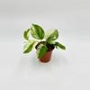 plant/Scindapsus Moonlight Albo-0-thumbnail