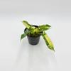 plant/Philodendron Var Billie-0-thumbnail