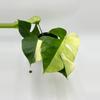 plant/Monstera Jungle Mint sectoral-0-thumbnail