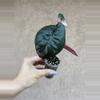 plant/Serendipity 3 leaf pup-0-thumbnail