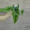 plant/Simpo Aurea pup-0-thumbnail