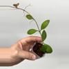 plant/B-40 Suwanna Gems - Exact Plant-0-thumbnail