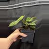 plant/Pap x Mag-2-thumbnail