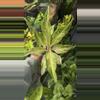 plant/Aglaonema white Panama #1-0-thumbnail