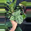 plant/Anthurium doreyaki silver 4”-0-thumbnail