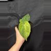 plant/Mag X RVDP-0-thumbnail