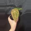 plant/Black Venom x NSE Red Crystal-0-thumbnail