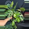 plant/Rhapdhodhora tetrasperma variegated 4”-0-thumbnail
