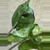 plant/Stingray Albo / Pink-1-thumbnail