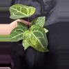 plant/Pap x Mag-1-thumbnail