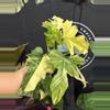 plant/Philodendron florida beaty x mayoi 4”-0-thumbnail