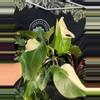 plant/Monstera albo 6”-0-thumbnail