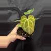 plant/Pap x Mag-0-thumbnail