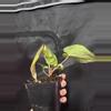plant/Pap x Mag-2-thumbnail