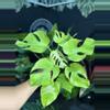 plant/Monstera lemon line 6”-0-thumbnail