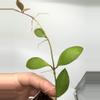 plant/B-40 Suwanna Gems - Exact Plant-2-thumbnail