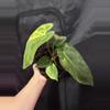 plant/(Pap x Mag) x Fort Sherman-2-thumbnail