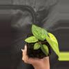 plant/Mag X RVDP-3-thumbnail