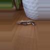 plant/Cicero - Crested gecko-0-thumbnail