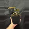 plant/Black Venom x NSE Red Crystal-2-thumbnail