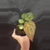 plant/Black Venom x NSE Red Crystal-3-thumbnail