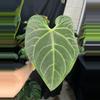 plant/Anthurium regale 6”-0-thumbnail