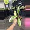 plant/Monstera lecheriana albo 3”-0-thumbnail