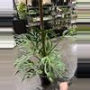 plant/Monstera Burlemax Flame 3GL-0-thumbnail