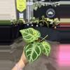 plant/Anthurium doreyaki silver 4”-0-thumbnail