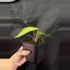 plant/Mag X RVDP-1-thumbnail