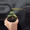 plant/Black Venom x NSE Red Crystal-1-thumbnail