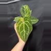 plant/Pap x Mag-0-thumbnail