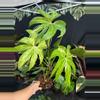 plant/Anthurium pedatoradiatum variegated 6”-0-thumbnail