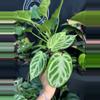 plant/Anthurium doreyaki silver 4”-0-thumbnail