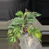 plant/Monstera Pinnatipartita 1GL-0-thumbnail