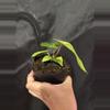 plant/Mag X RVDP-2-thumbnail