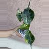 plant/Stingray Albo / Pink-0-thumbnail