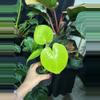 plant/Monstera lemon line 4”-0-thumbnail