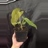 plant/(Pap x Mag) x Fort Sherman-3-thumbnail